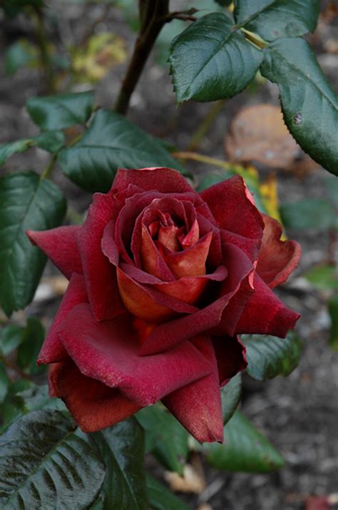 After enduring years of horror, she and her fellow victim. Dark Night Rose (Rosa 'Meirysett') in Issaquah Seattle ...