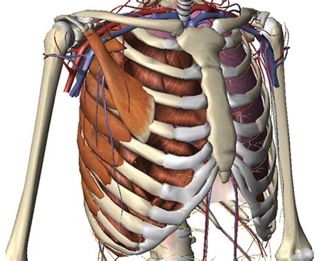 The sternal angle is commonly used as an aid to count ribs, as it marks the . Which Organ Sits In The V Part Of The Ribs : Intercostal ...