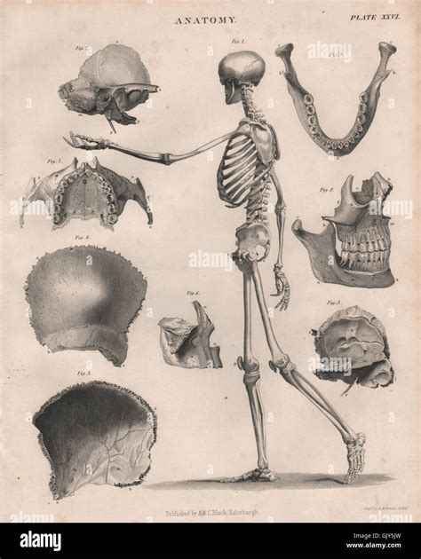 Anatomy Human Skeleton Side Jaw Teeth Skull Britannica Antique