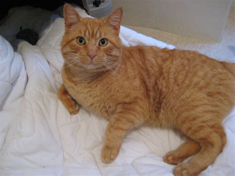 Most are simply domestic short hairs. Hyde Park Cats | TNR: Orange Cat aka Tigler