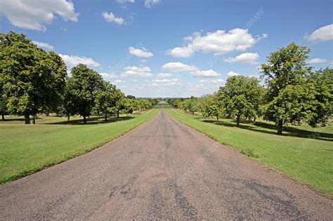 Tree Lined Road Stock Image B8600495 Science Photo Library