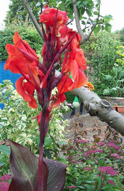 Aug 30, 2021 · addison rae showed off her long legs while enjoying the farmer's market in west hollywood. Are Canna Lilies Poisonous To Cats