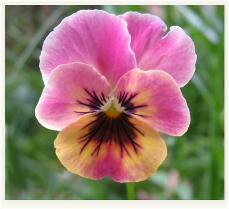 Pink Pansy Pansies Flowers Flowers Pansies