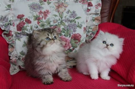 Persian kittens for sale in a rainbow of colors and sizes including the highly sought after teacup persian kittens. Male and Female Stunning Persian Kittens For Sale | Pets ...