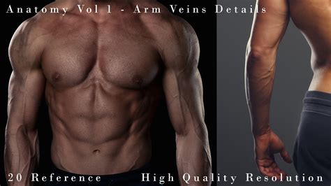 Anatomy Vol 1 Arm Veins Details Flippednormals