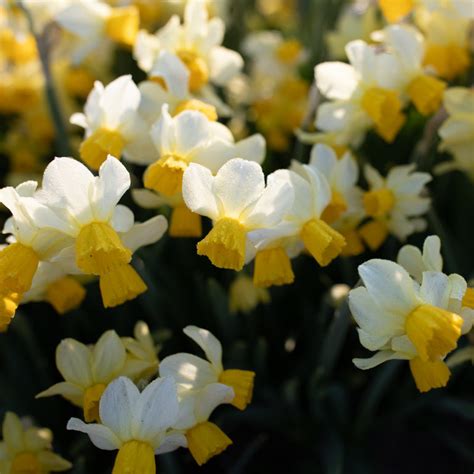 Narcissus Spring Sunshine Floret Flower Farm