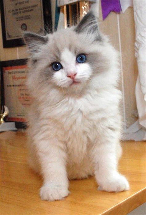 Best 25 Ragdoll Cats Ideas On Pinterest Pretty Cats Birman Cat And Cats
