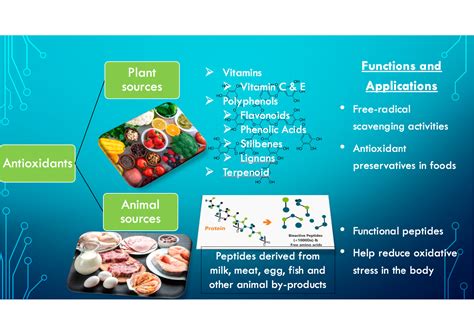 Antioxidants Free Full Text Plant And Animal Based Antioxidants