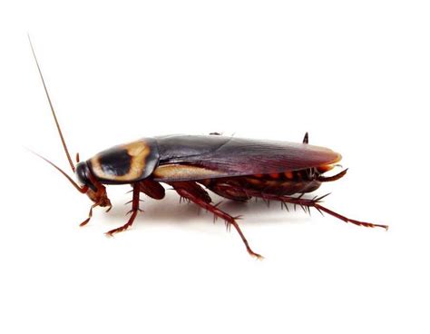 Cockroach Pest Control Campbell Roaches Killroy Pest Control