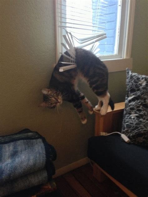 40 Pictures Of Cats Doing Funny Things Tail And Fur