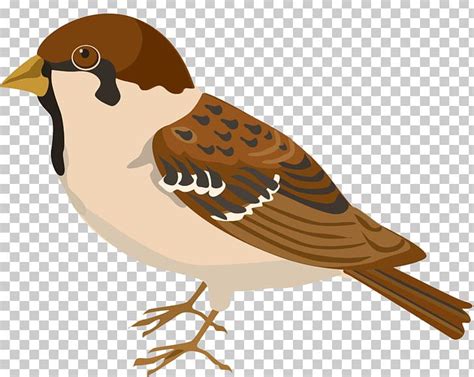 Clipart Sparrow 20 Free Cliparts Download Images On Clipground 2023