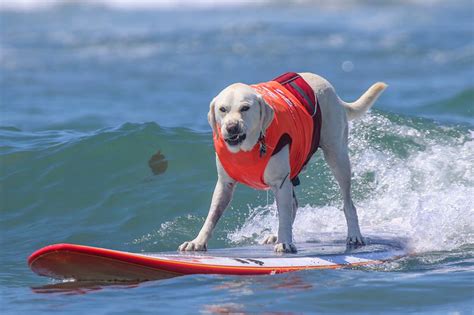 See Barking Mad Pictures Of Daredevil Dogs Surfing The