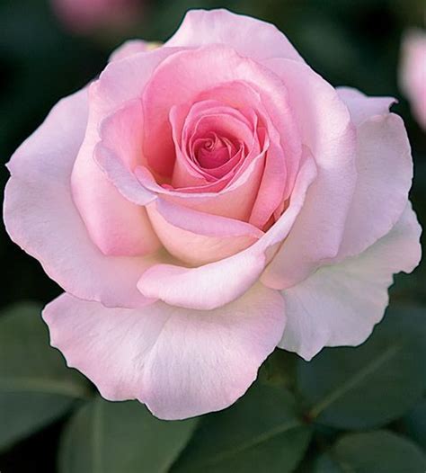 Pink Promise Rose Hybrid Tea Roses Rose Flower Beautiful Roses