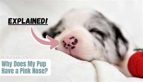 Why Does My Puppy Have A Pink Nose A Vet Explains The Puppy Mag