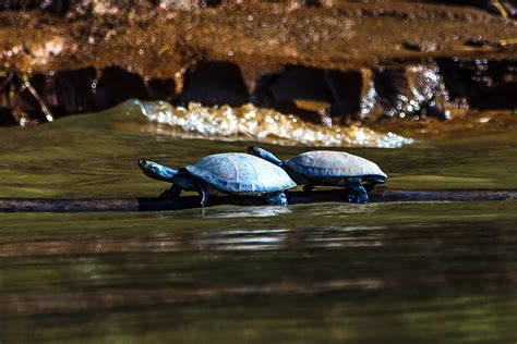 4p5c7788 On The Rio Tambopata2 Turtles On A Log Murray