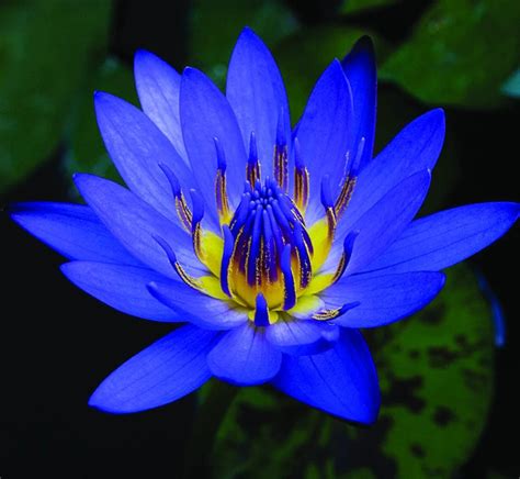 Blue Lotus Extract 2001 Nymphaea Caerulea Druid Alchemy