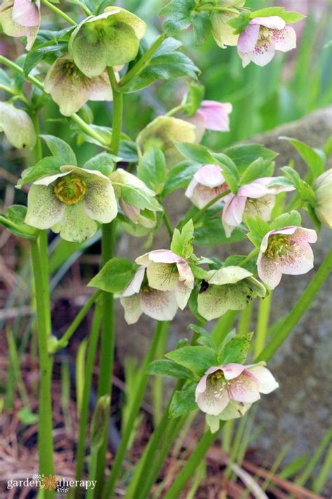 Hooray For Hellebores Read All About These Elegant Evergreen Beauties