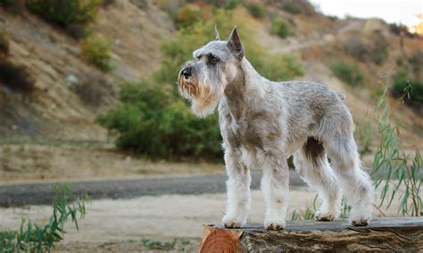 Standard Schnauzer Breed Characteristics Care And Photos Bechewy