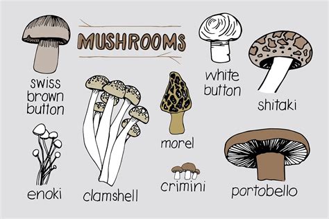 Mushroom Varieties Custom Designed Illustrations Creative Market