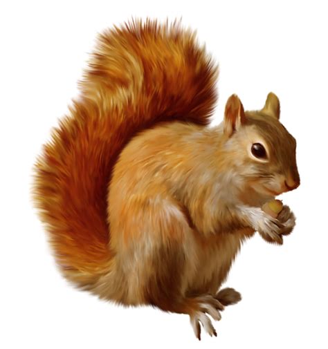 Squirrel Pngs For Free Download
