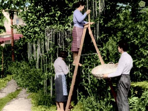 Inside The Bizarre Spaghetti Tree Hoax Of 1957