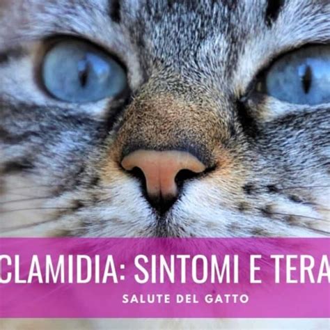 Malattie Degli Occhi Del Gatto Sintomi E Cure Miciogatto It