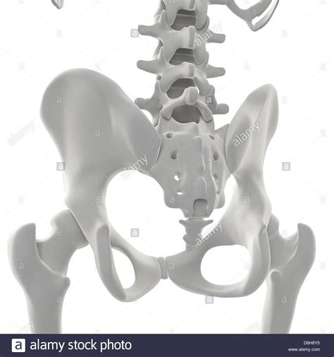 Pelvis Bones Artwork Stock Photo Alamy