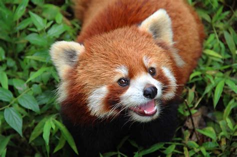 28 Fascinating Red Panda Facts The Homeschool Scientist