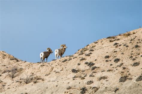 Bighorn Sheep In Nebraska Us National Park Service