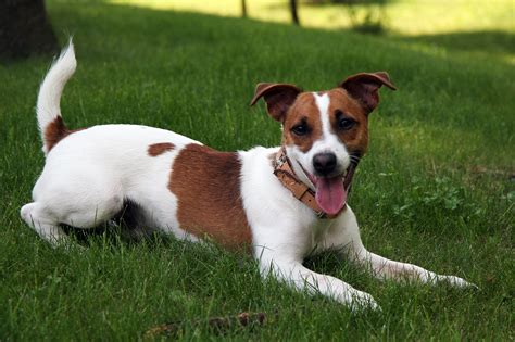 Primarily, the breed was developed by one man: Jack Russell Terrier ~ Everything Best Dogs