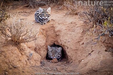 Stock Photo Of Female Black Footed Cat Felis Nigripes With Kitten At