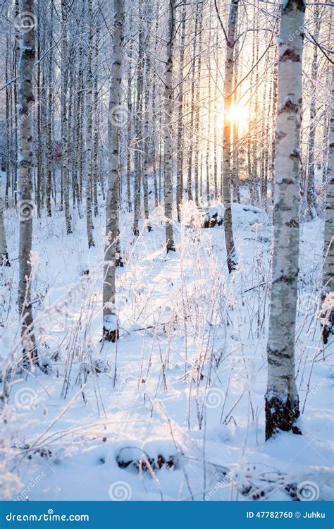 Snowy Birch Forest And Sun Light Stock Photo Image Of Scenery Beauty