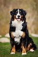45 Best Large Dog Breeds for People Who Have a Lot of Love to Give ...