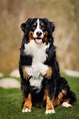 45 Best Large Dog Breeds for People Who Have a Lot of Love to Give | Best large dog breeds ...