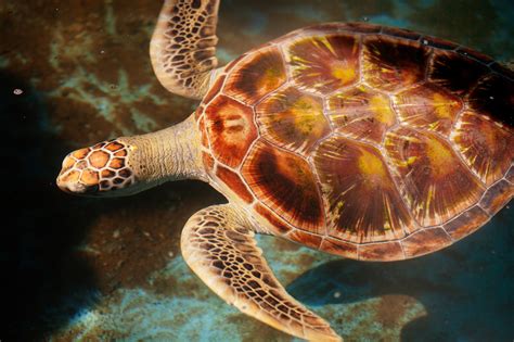 Sea Turtle World Animal News