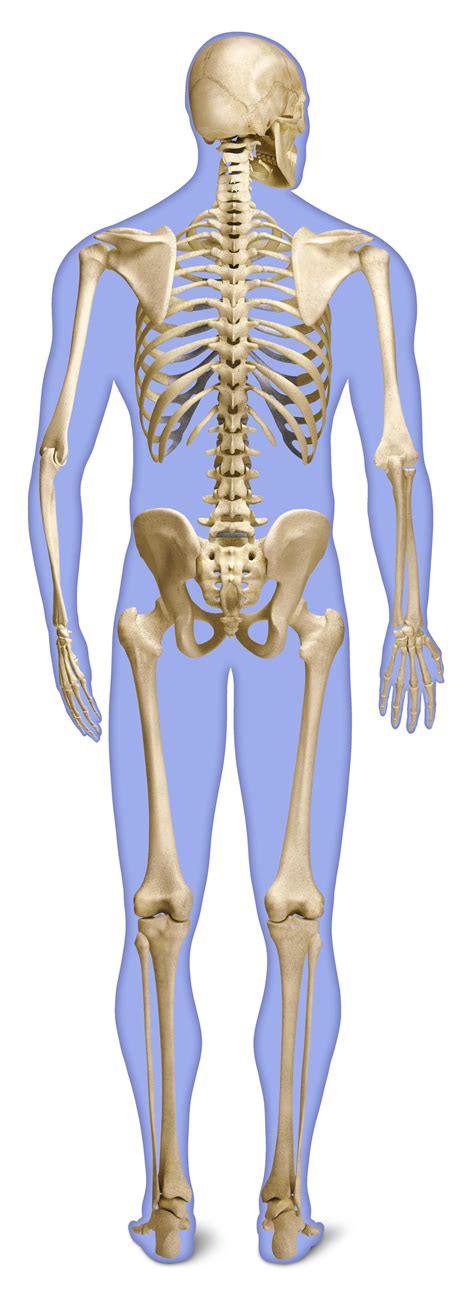 Human Back Bones Back Of Human Skeleton Dk Find Out