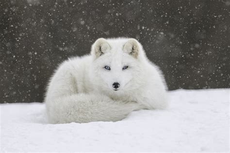 Animal Arctic Fox 4k Ultra Hd Wallpaper By Daniel Parent