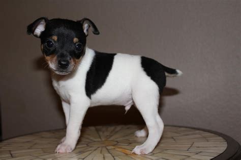 Rat Terrier Puppies For Sale Temecula Ca 110736