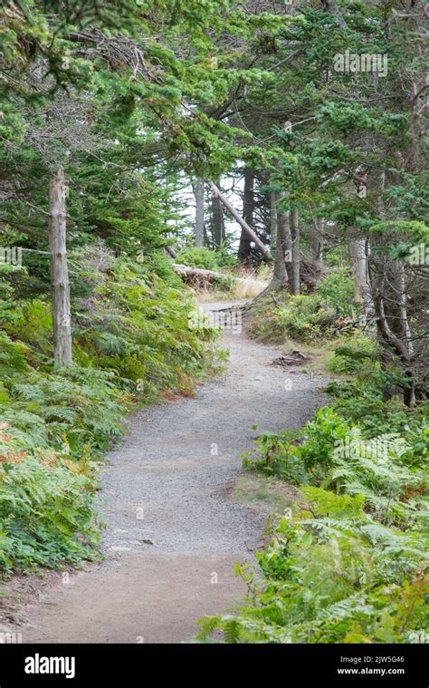 A Section Of The Ocean Path Trail Through The Woods In Acadia National