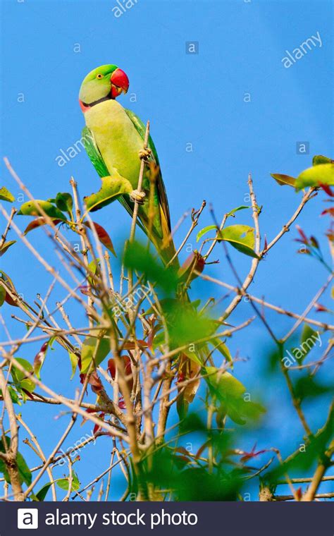 Alexandrine Parakeet Psittacula Eupatria Riverine Forest Royal