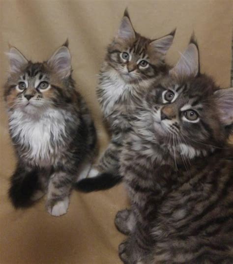 The maine coon was actually declared extinct in the 1950s, but he was not completely gone, the breed was revitalized and became one of the most popular cat breeds in america by the 21st century. Maine Coon Cats For Sale | Cleveland, OH #262953 | Petzlover