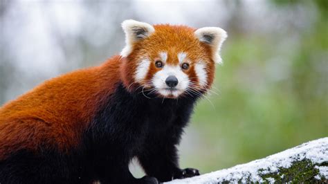 1920x1080 Red Panda 5k Laptop Full Hd 1080p Hd 4k Wallpapers Images