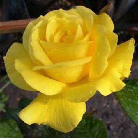 Buy Golden Wedding Ts Online Roses For Sale Uk Order 50th