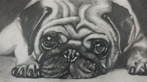 Drawing A Pug Puppy Dog Realistic Art Youtube