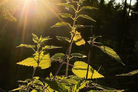 Pflanzen St Rken Wie Zu Gro Mutters Zeiten General Anzeiger