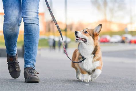 Dog Walking App From Wooftrax Helps Dogs Owners And Shelters