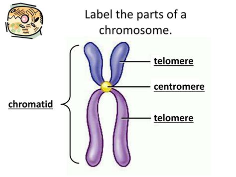 What Are The Parts Of A Chromosome Images And Photos Finder