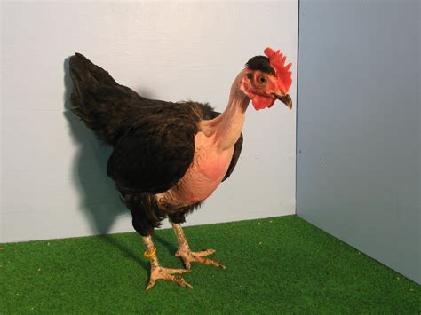 3 Day Old Naked Neck Breed Chicken At Rs 30piece Magadi Bengaluru