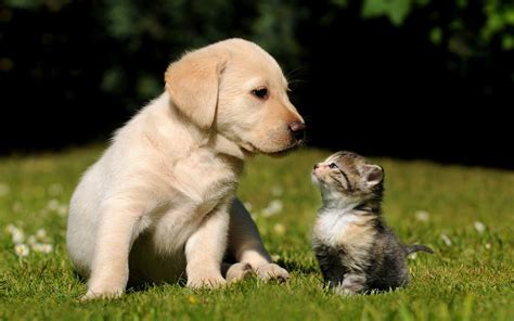 Kitten And Puppy Wallpapers Top Free Kitten And Puppy Backgrounds