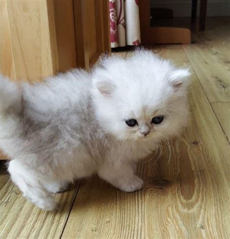 Cute Persian Kittens Currently Available Natal Midlands